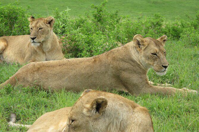 5-Day Lake Manyara, Serengeti, Ngorongoro Crater and Tarangire - An In-Depth Look at the 5-Day Safari Experience