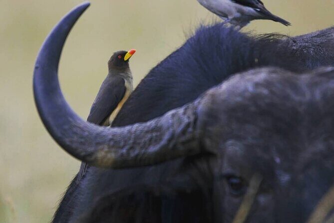 5-Day Lakes and Masai Mara Plains 4 x 4 Safari - The Sum Up: Is This Safari Worth It?