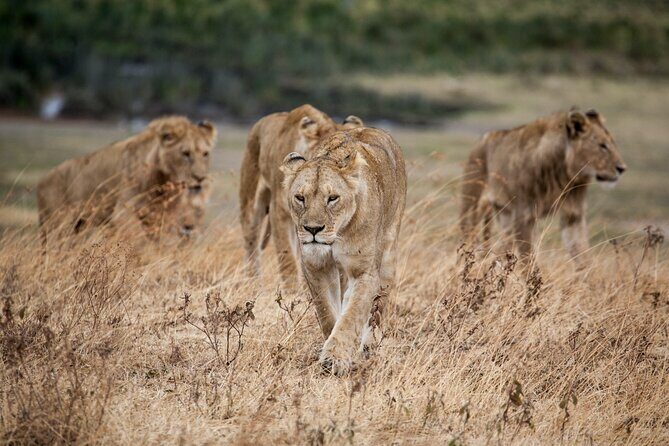 5-Day Majestic Tanzania Safari - High End All Inclusive - The Experience of a Lifetime