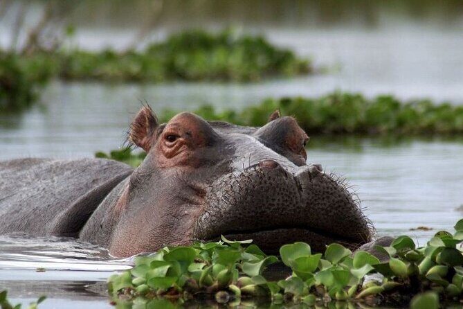 5-Day Masai Mara Lake Nakuru and Naivasha Small-group Safari Tour - The Itinerary in Detail