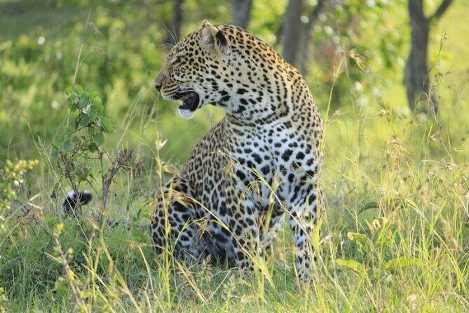 5-Day Masai Mara Lake Nakuru and Naivasha Small-group Safari Tour - Final Thoughts