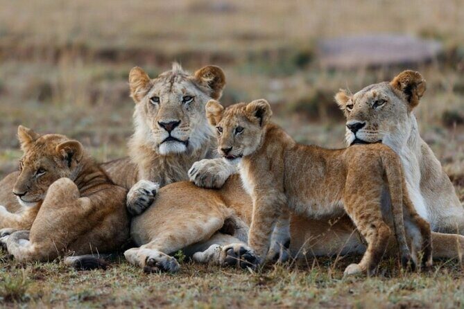 5-Day Masai Mara Lake Nakuru and Naivasha Small-group Safari Tour - FAQ