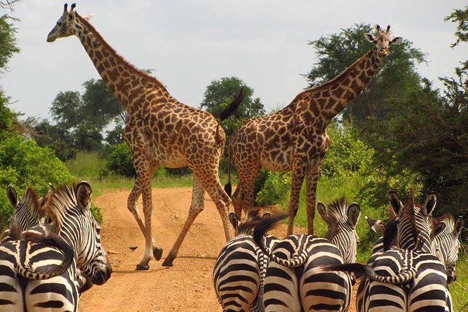5 Day Mid range Tanzania Safari - The Experience and What It Means for You