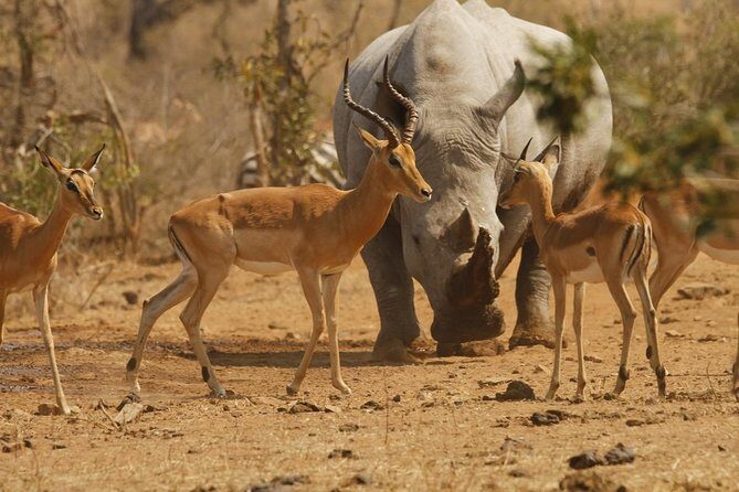 5 Day Mid range Tanzania Safari - Frequently Asked Questions