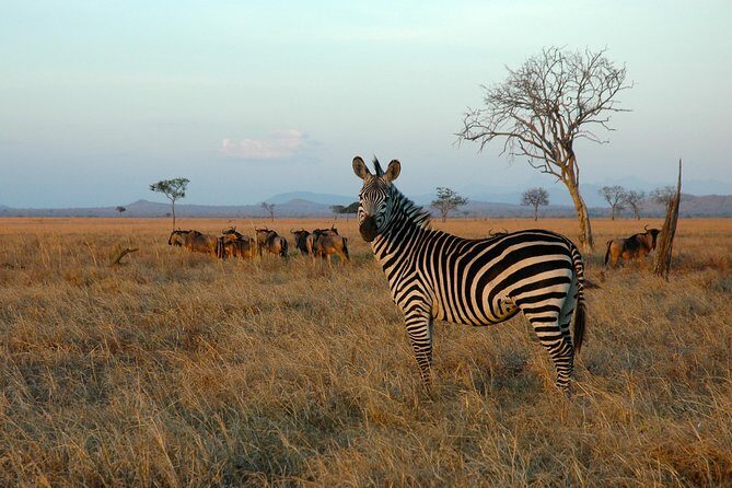 5-Day Mikumi & Ruaha Tanzania Wildlife Lodge Safari - An In-Depth Look at the Tour