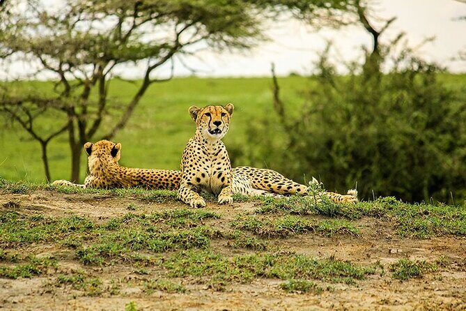 5-Day Ngorongoro Crater and Lake Manyara Safari from Arusha - Day 3: Ngorongoro’s Wildlife Riches