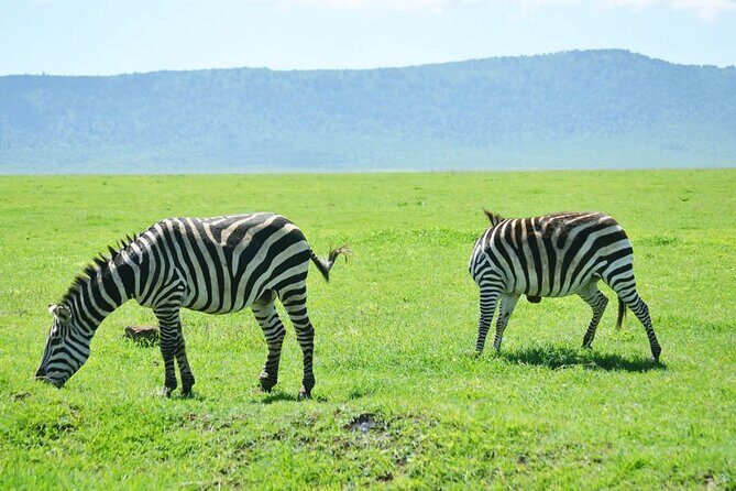 5-Day Ngorongoro Crater and Lake Manyara Safari from Arusha - Day 4: Lake Manyara’s Underwater Forest and Flamingoes
