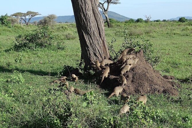 5-Day Ngorongoro Crater and Lake Manyara Safari from Arusha - Day 5: The Final Safari and Return to Arusha