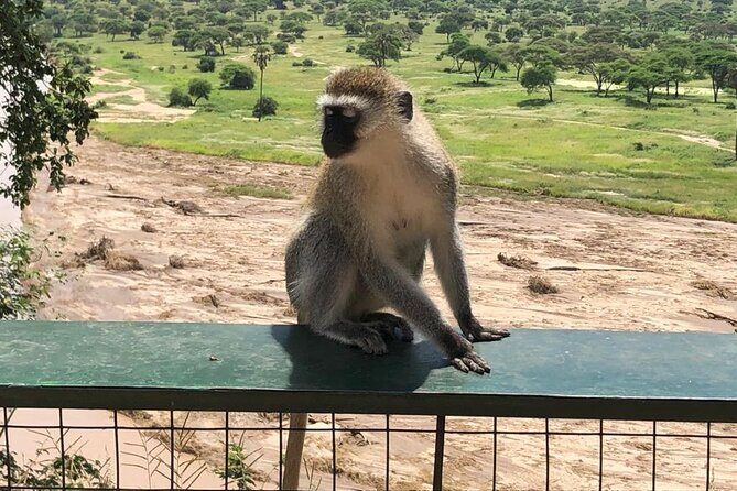 5-Day Ngorongoro Crater and Lake Manyara Safari from Arusha - The Value of All-Inclusive Pricing