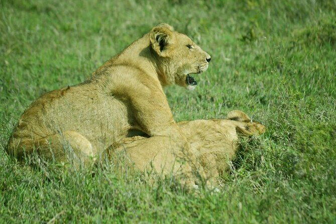 5-Day Ngorongoro Crater and Lake Manyara Safari from Arusha - Expert Guides Make All the Difference