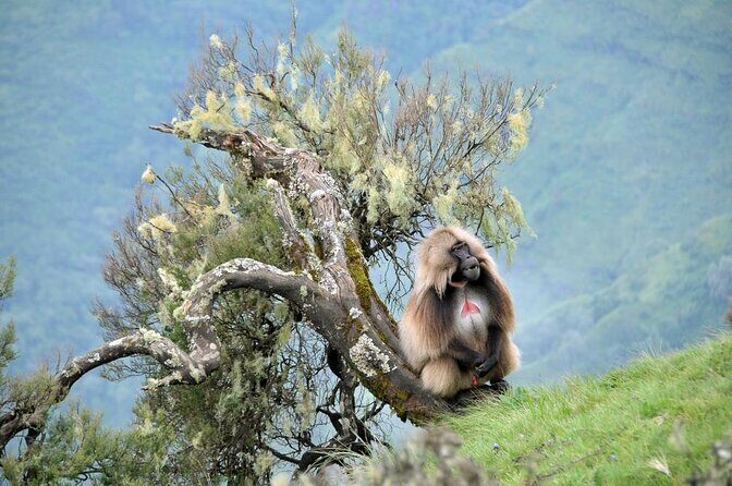 5-Day Northern Ethiopia Tour : 3D Simien Mountains Trek & Axum. - Key Points