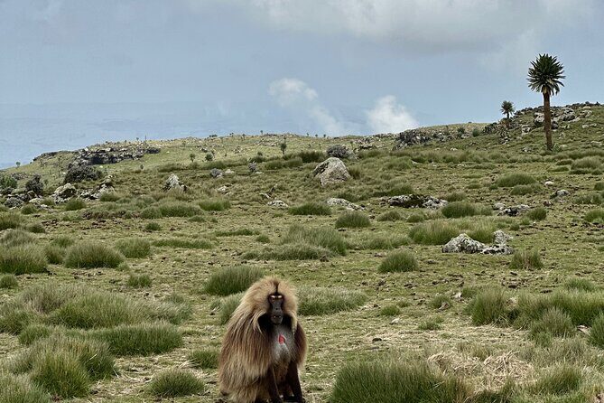 5-Day Northern Ethiopia Tour : 3D Simien Mountains Trek & Axum. - An Overview of the 5-Day Northern Ethiopia Tour