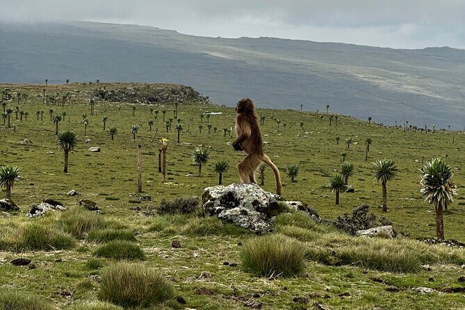 5-Day Northern Ethiopia Tour : 3D Simien Mountains Trek & Axum. - Day 3: Into the Heart of the Simien Mountains