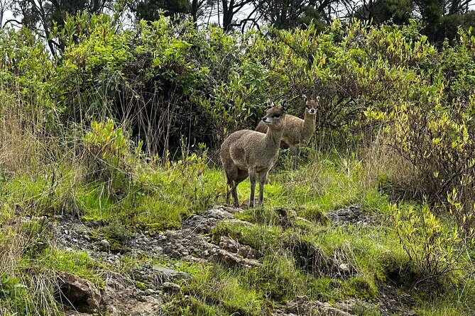 5-Day Northern Ethiopia Tour : 3D Simien Mountains Trek & Axum. - What Makes This Tour Stand Out?