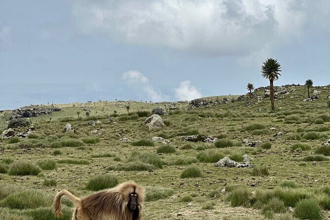 5-Day Northern Ethiopia Tour : 3D Simien Mountains Trek & Axum. - The Value of the Tour