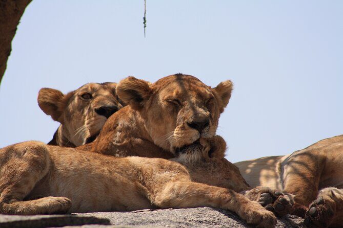 5-Day private Camping Safari Tour in Tanzania - Who Is This Tour Best For?