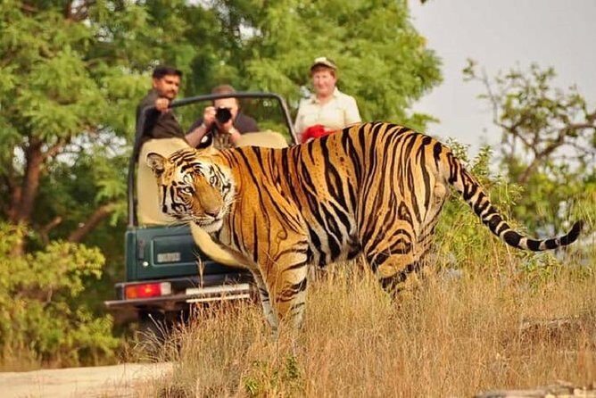 5-Day Private Delhi, Agra and Jaipur with Ranthambhore Tiger Tour From Delhi - Who Would Love This Tour?
