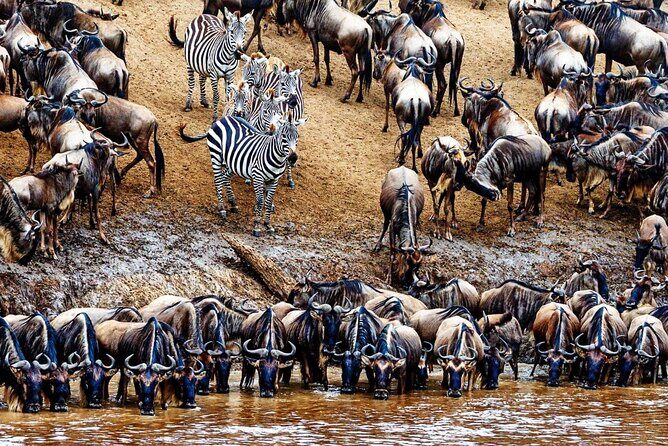 5 Day Private Guided Wildebeest Migration Tour - An In-Depth Look at the Itinerary and What You Can Expect