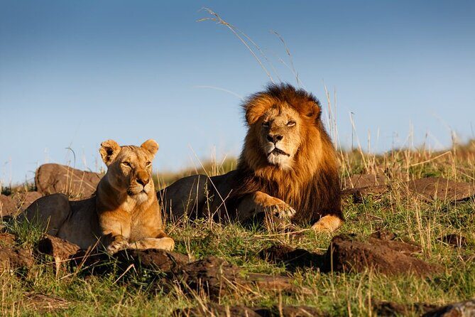 5 Day Private Guided Wildebeest Migration Tour - Who Will Love This Safari?