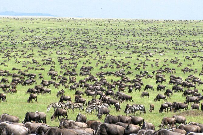 5 Day Private Guided Wildebeest Migration Tour - Final Thoughts