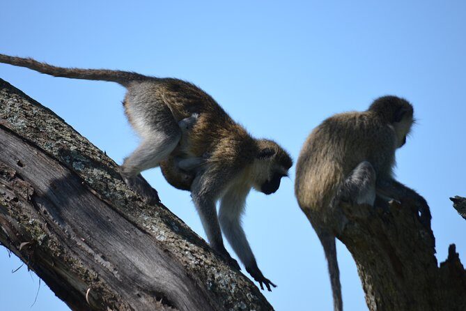 5 Day Private Lodge & Camping Tour of Tarangire, Serengeti & Ngorongoro Crater - An In-Depth Look at the 5-Day Safari Experience