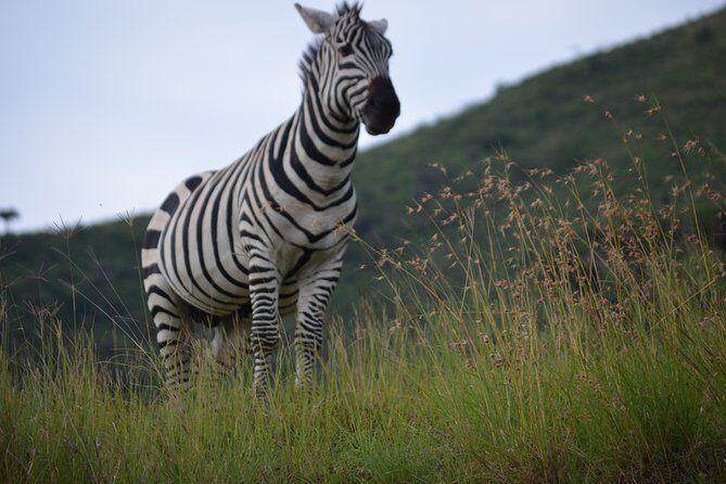 5 Day Private Lodge & Camping Tour of Tarangire, Serengeti & Ngorongoro Crater - Final Thoughts: Is This Safari Right for You?
