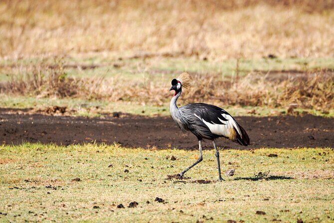 5-Day Private midrange Tour in Arusha with Airport Pickup - The Sum Up