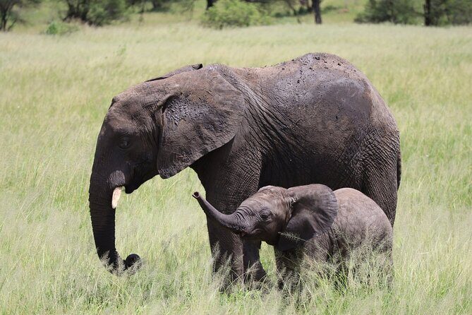 5-Day Private Safari in The Serengeti with Accommodation - FAQ