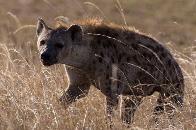 5-Day Private Safari Tour in Northern Tanzania - FAQ