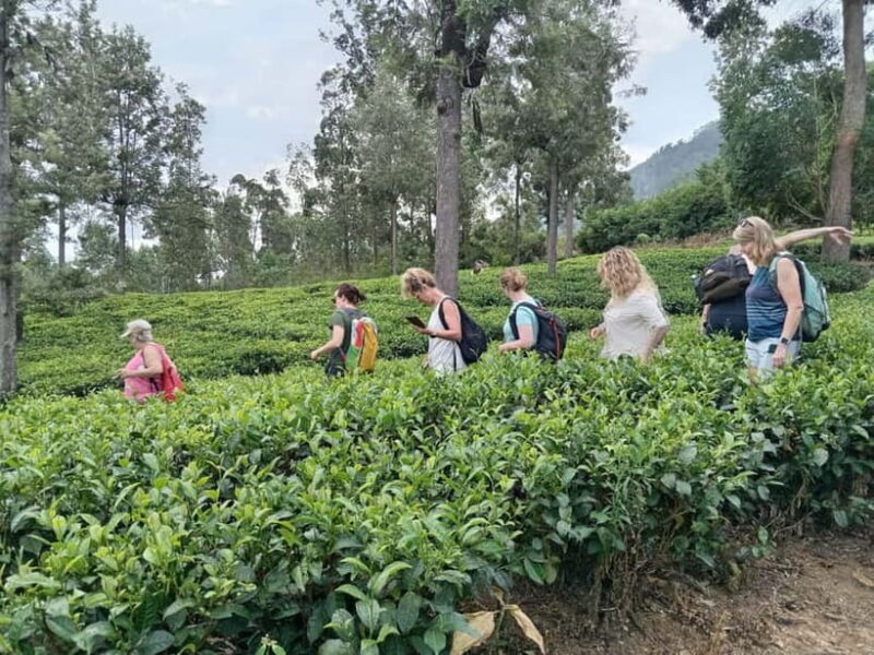 5-Day Private Sri Lanka Trip-Hotels, Breakfast & Luxury Car - Final Thoughts: Is It Worth It?
