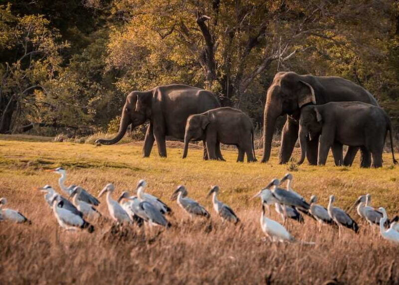 5-Day Private Sri Lanka Trip-Hotels, Breakfast & Luxury Car - FAQ