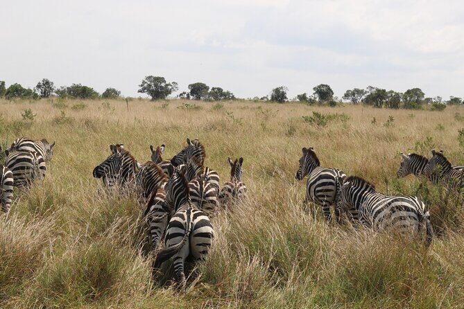 5-Day Private Tour in Kenya's Best Game Parks - What Youll Love About This Tour