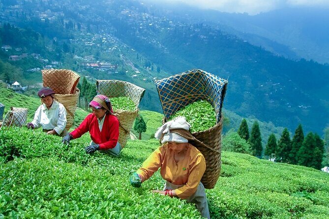 5-Day Private Tour of Gangtok and Darjeeling - Final Thoughts: Who Will Love This Tour?