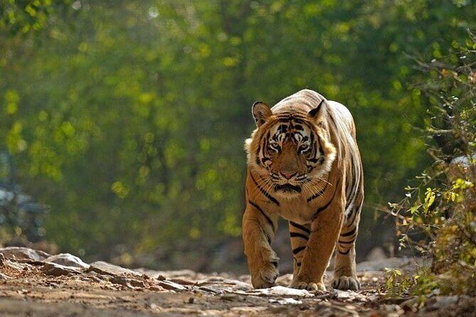 5 Day Private Tour of Tigers, Taj Mahal and Palaces from Cochin - Key Points