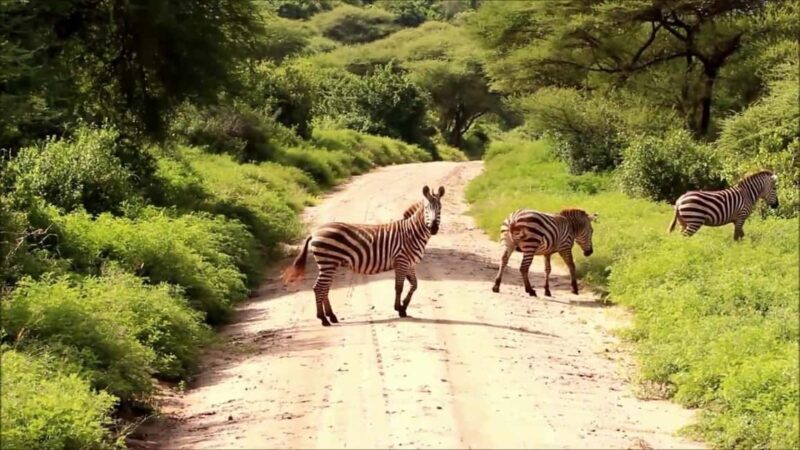 5-Day Safari Adventure in Tanzania, Journey Through Africa - What You Can Expect from This Experience