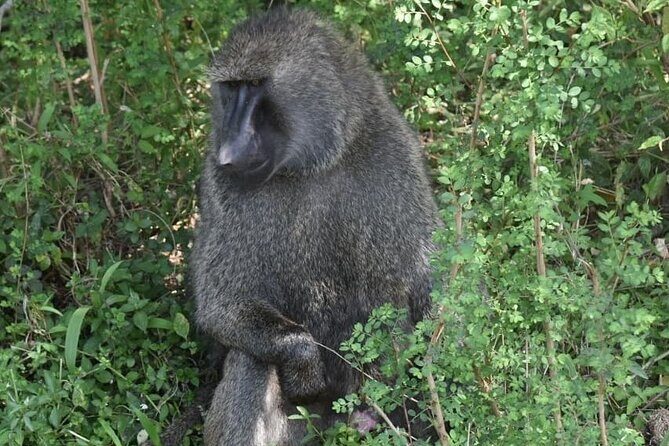 5-Day Safari in Maasai Mara, Lake Nakuru and Naivasha - What Travelers Say