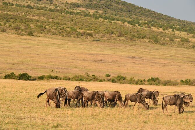 5-Day Safari in Maasai Mara, Lake Nakuru and Naivasha - Who Should Consider This Tour?