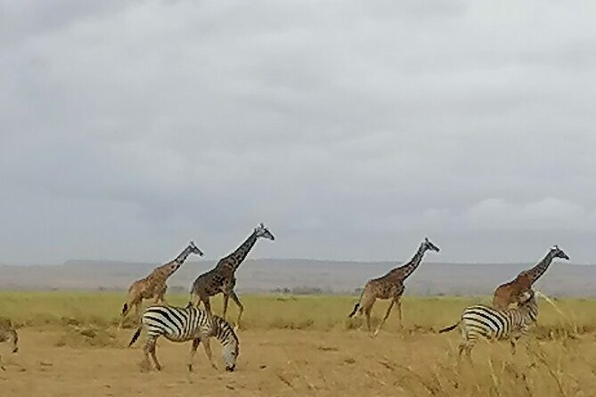 5-Day Safari in Maasai Mara, Lake Nakuru and Naivasha - FAQs
