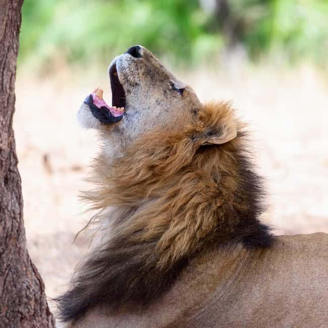 5-day Safari - Exploring the Itinerary: What You Can Expect