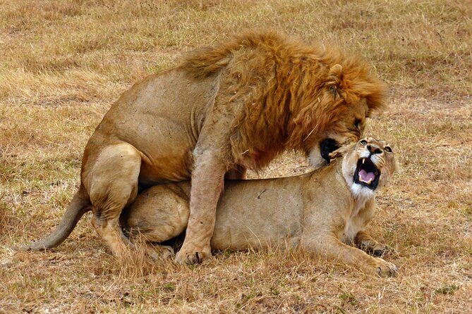 5 day safari Tarangire Serengeti and Ngorongoro crater - Starting Point and Overall Experience