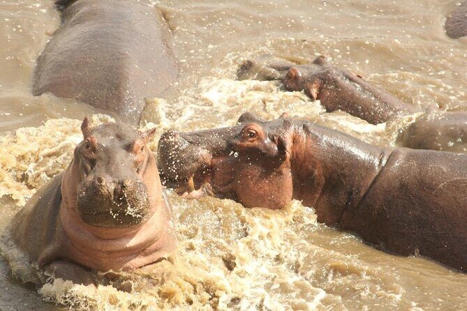 5 day safari Tarangire Serengeti and Ngorongoro crater - Day 3: Full Day in the Serengeti