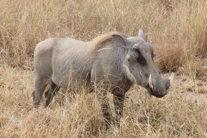 5 day safari Tarangire Serengeti and Ngorongoro crater - Day 4: From Serengeti to Ngorongoro
