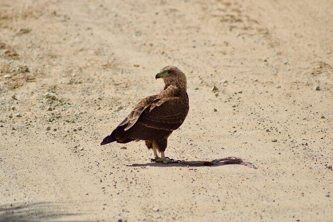 5 day safari Tarangire Serengeti and Ngorongoro crater - Day 5: Ngorongoro Crater – The Animal Concentration