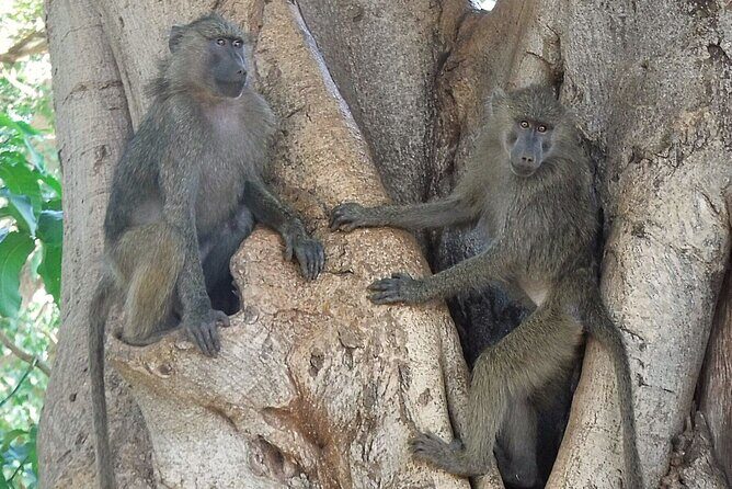 5 day safari Tarangire Serengeti and Ngorongoro crater - The Transport and Comfort