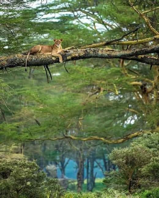 5 Day Safari Tarangire, Serengeti, Ngorongoro & Manyara Join - An In-Depth Look at the 5-Day Tanzania Safari