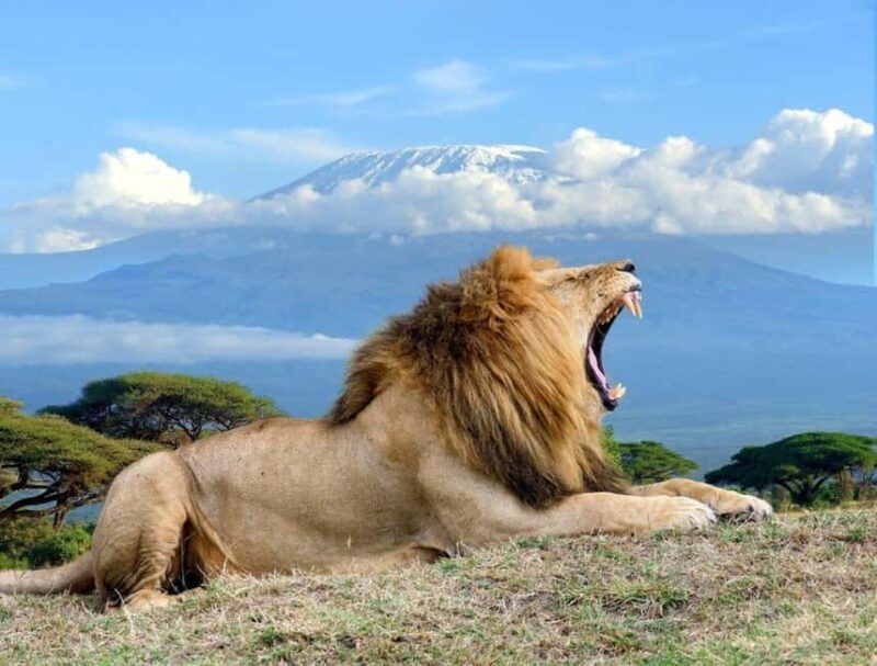 5-Day Safari to Amboseli, Tsavo West,Taita & Tsavo East - Authentic Experiences and Highlights