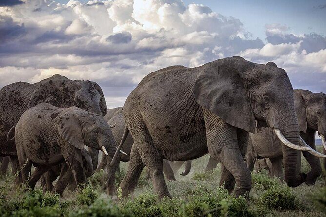 5-Day Safari Tour in 3 National Parks - Introduction: A Well-Rounded Safari for Authentic Wildlife Encounters