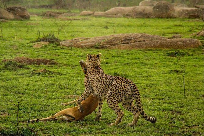 5 Day Serengeti Luxury Safari - Who’s This Tour Best For?