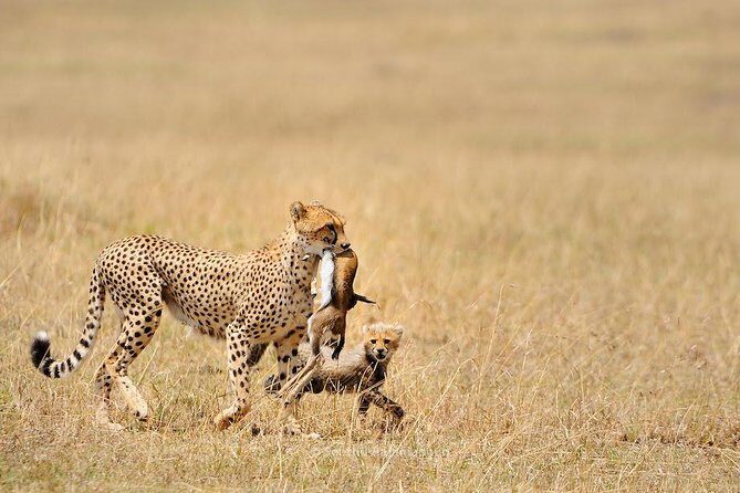 5 Day Serengeti, Tarangire, & Ngorongoro & Manyara Grass Root Safari. - A Closer Look at the Itinerary