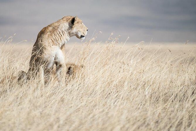5 Day Serengeti, Tarangire, & Ngorongoro & Manyara Grass Root Safari. - FAQs